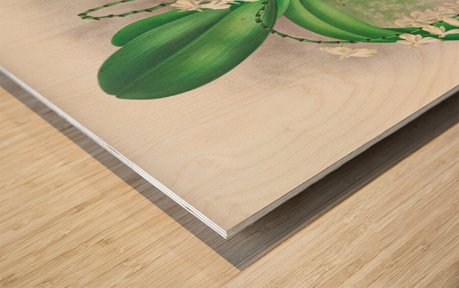 Angraecum citratum Wood print