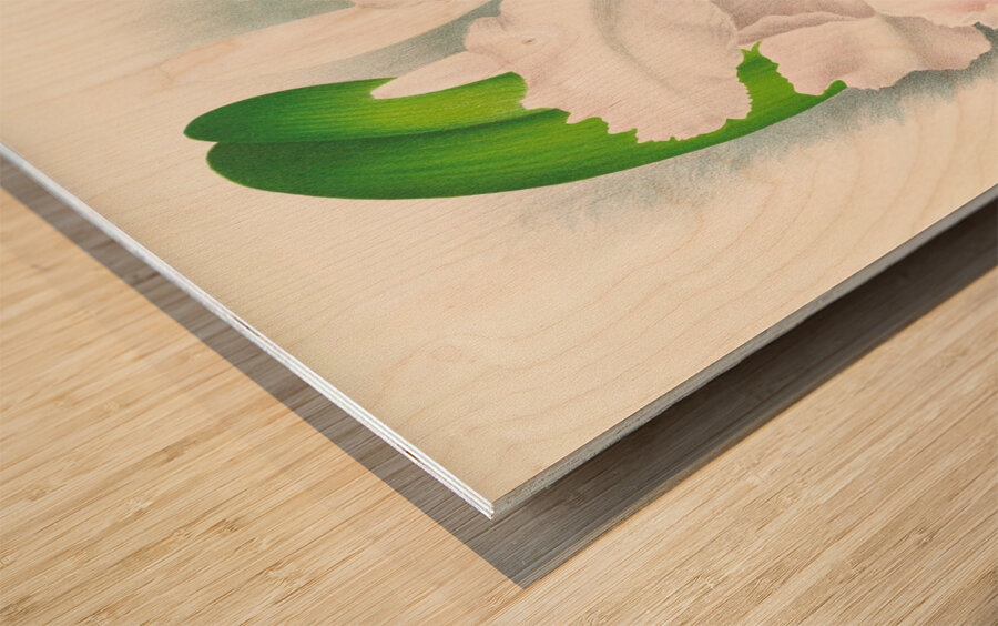 Cattleya Trianae var Pallida  Wood print