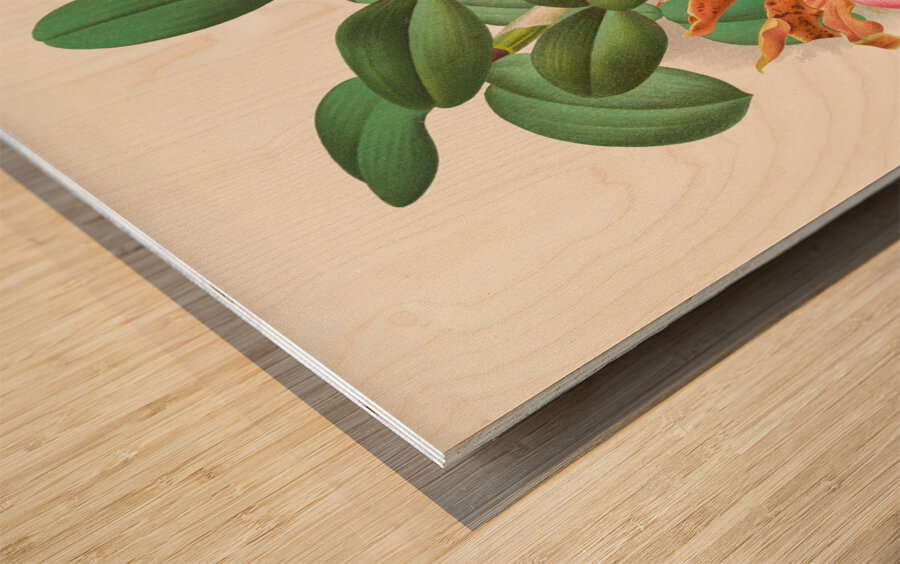 Cattleya schilleriana Wood print