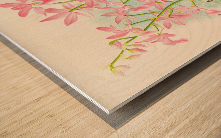 Calanthe veitch Wood print