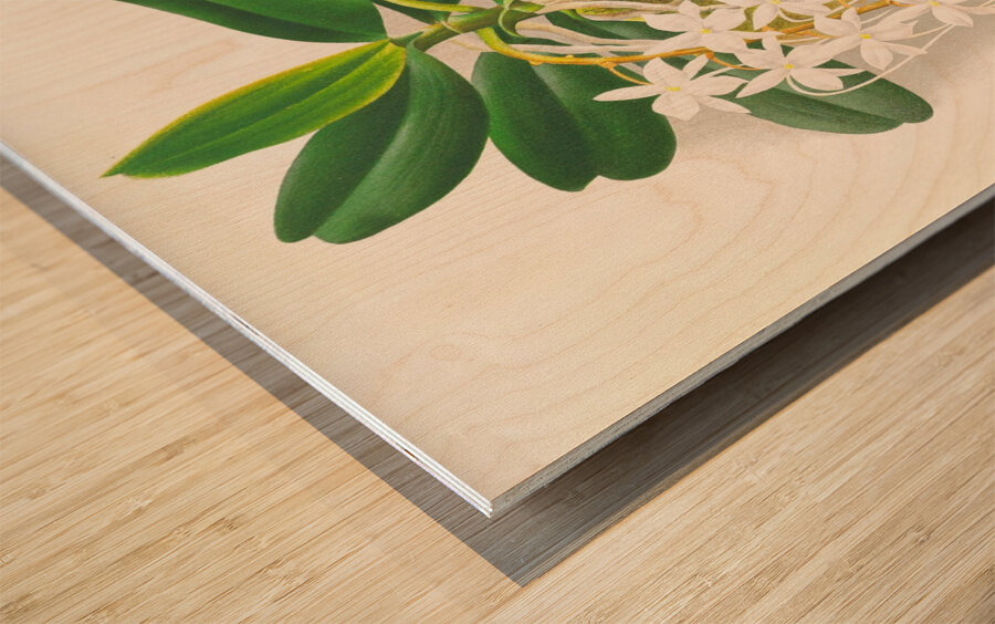 Angraecum ellisi  Wood print