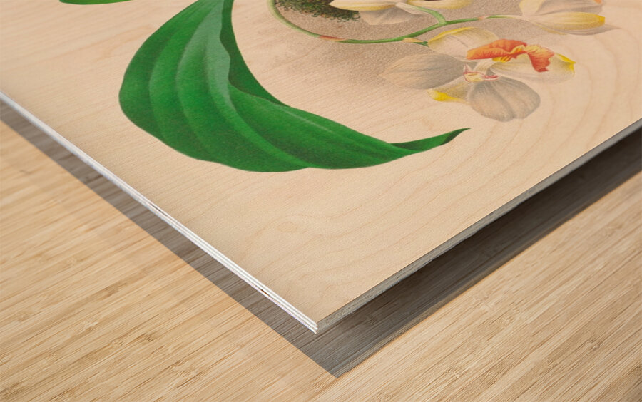 Aganisia tricolor Wood print