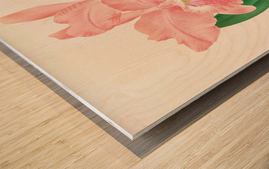 Cattleya Malouana Wood print