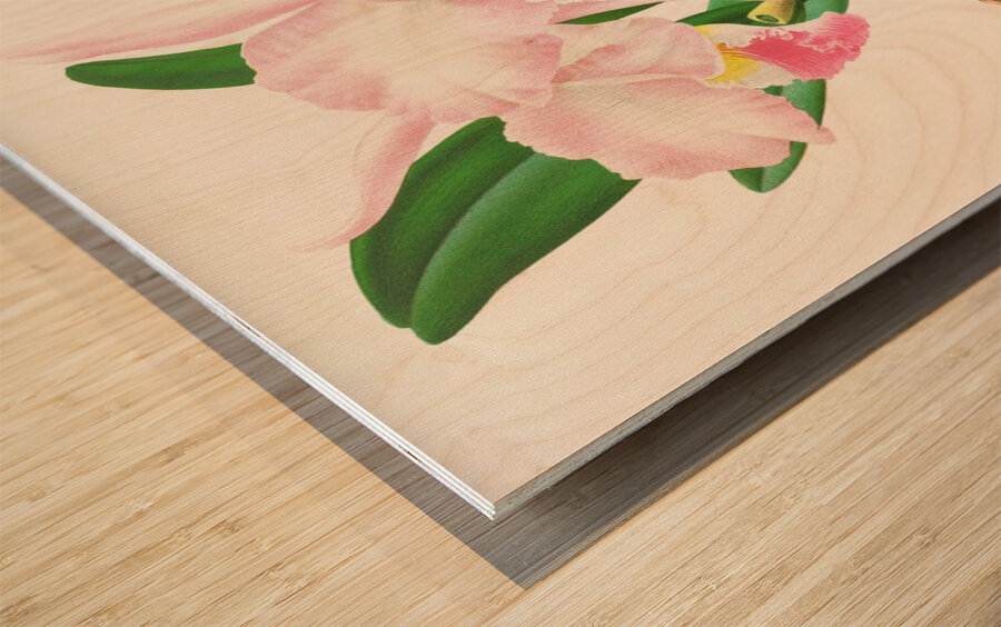 Cattleya Mendeli Wood print