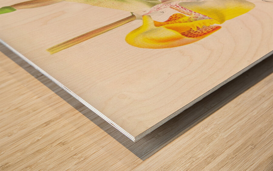 Coryanthes bungerothi  Wood print