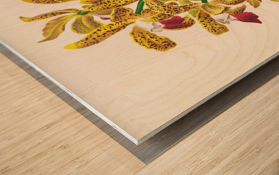 Cattleya guttata Wood print