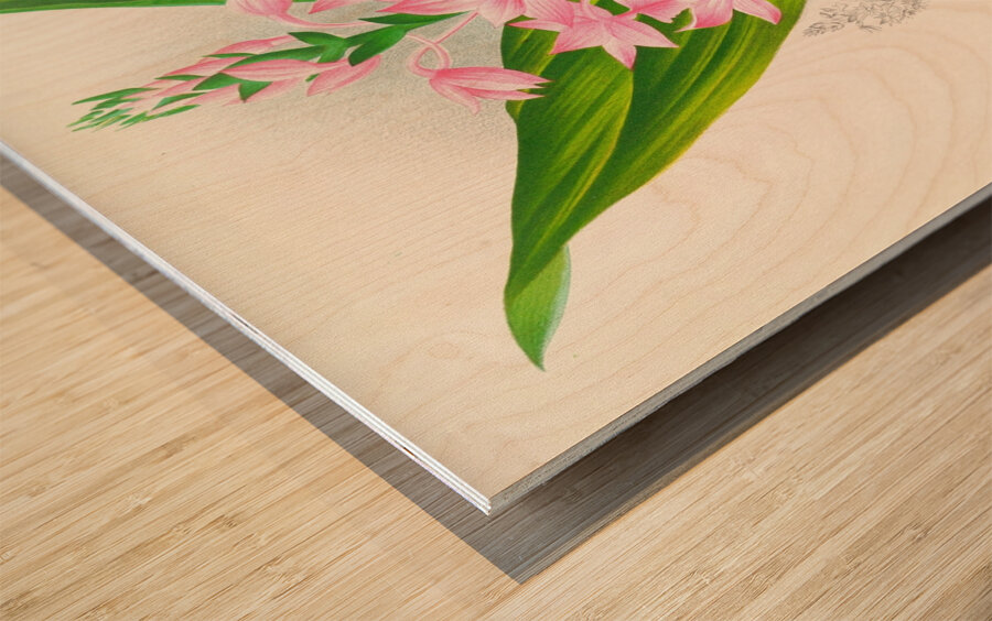 Calanthe Masuca  Wood print