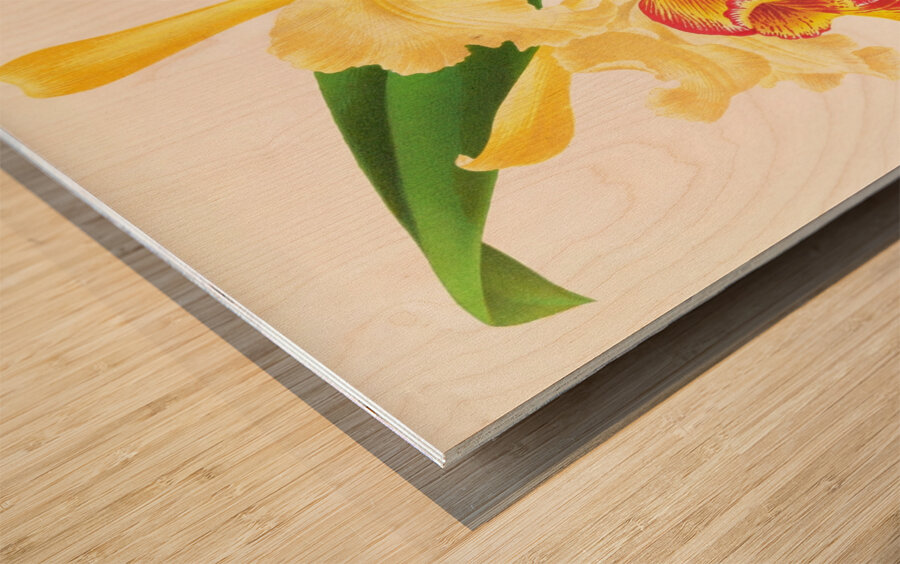 Cattleya Aurea Wood print