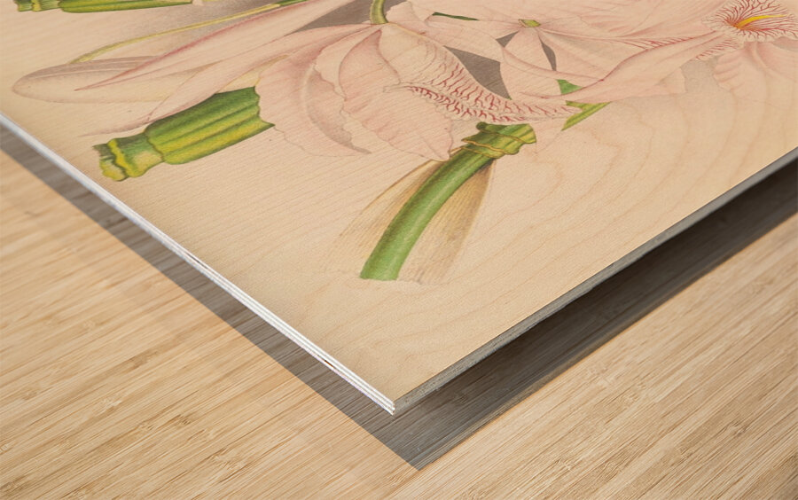 Cattleya Maxima Wood print