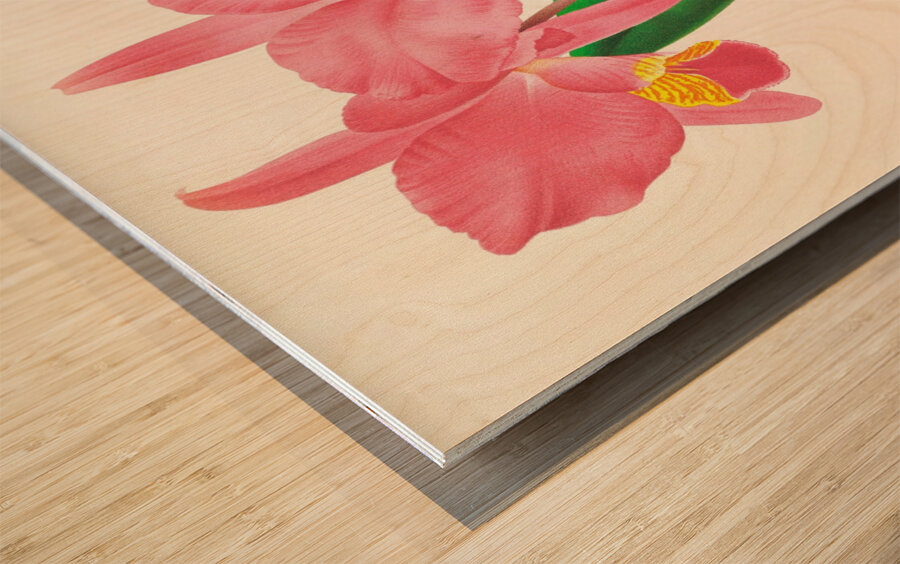 Cattleya percivaliana var reichenbach Wood print