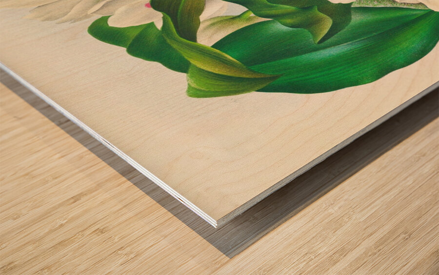 Bifrenaria harrisoniae  Wood print