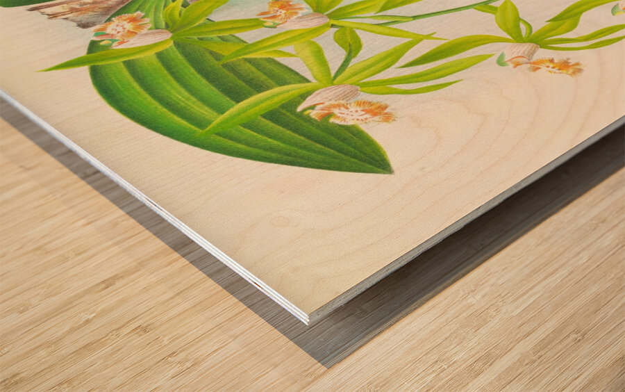 Coelogyne peltastes Wood print