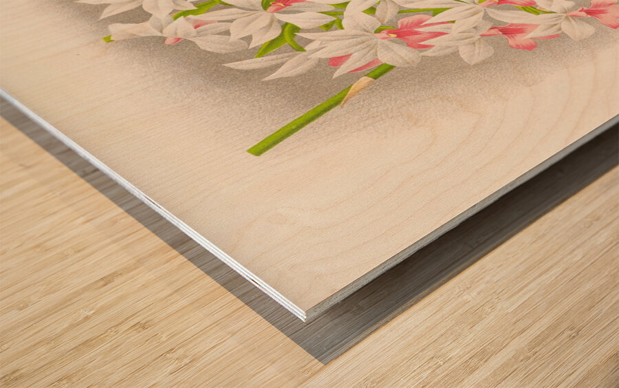 Calanthe regnieri Wood print