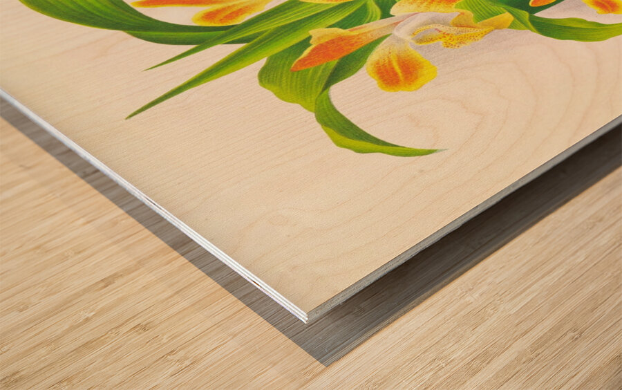 Chysis aurea Wood print