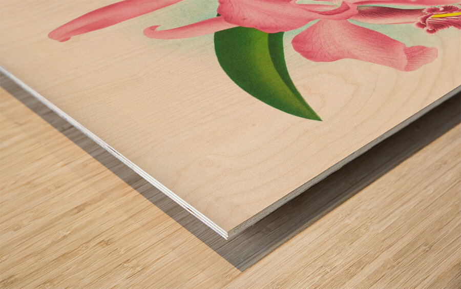 Cattleya maxima Wood print