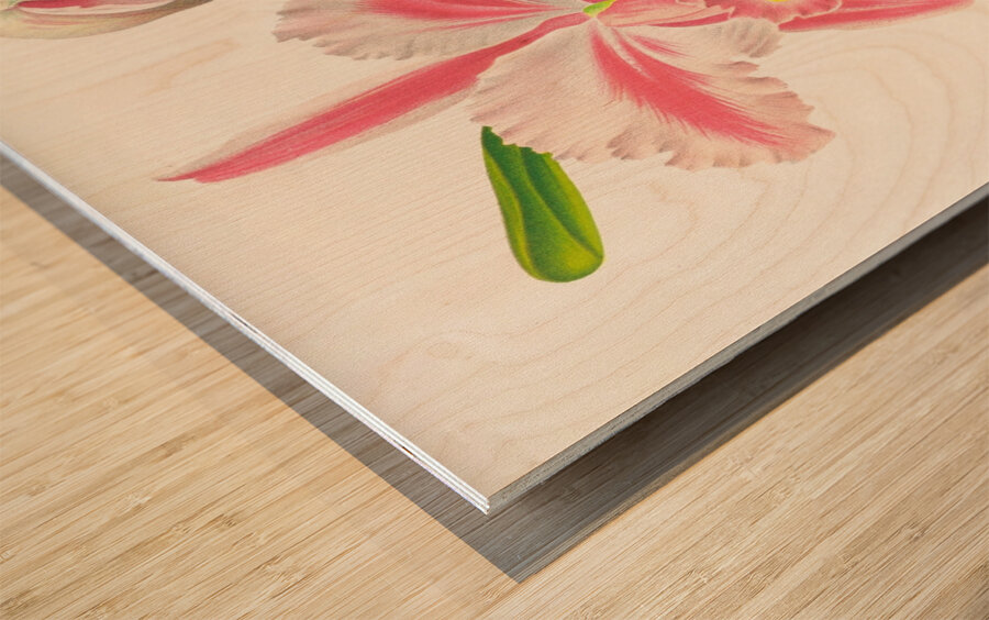 Cattleya Trianae var striata Wood print