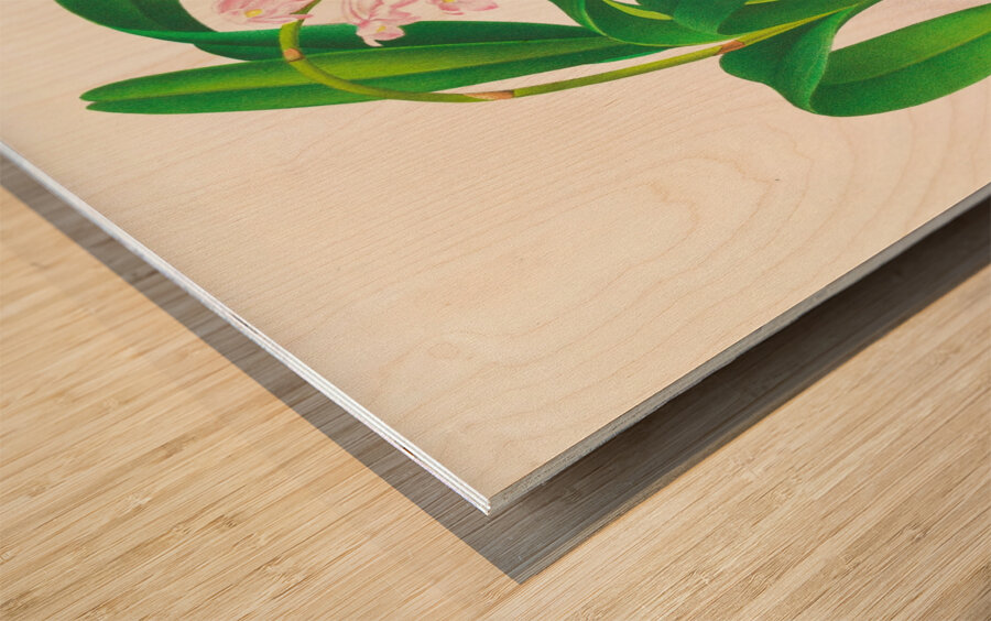 Aerides augustianum Wood print