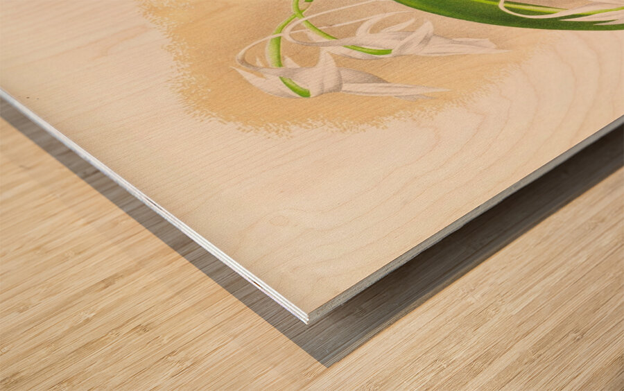 Aeranthus Leonis Wood print