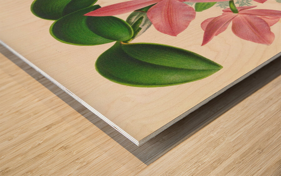Cattleya nobilior Wood print