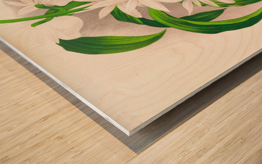 Catasetum bungerothi  Wood print