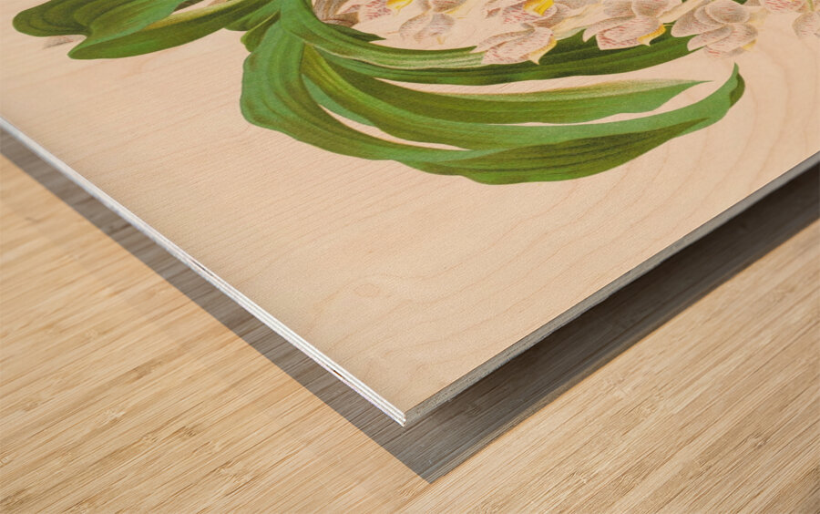 Catasetum tigrinum Wood print