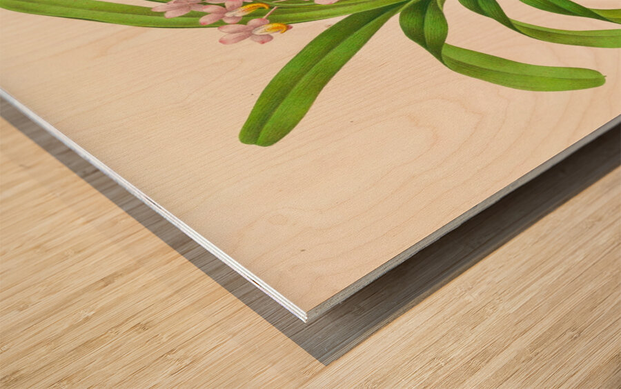 Aerides Reichenbach Wood print