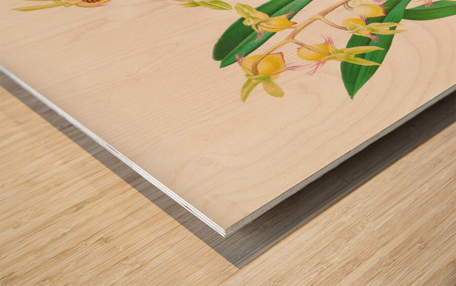 Catasetum Discolor Wood print