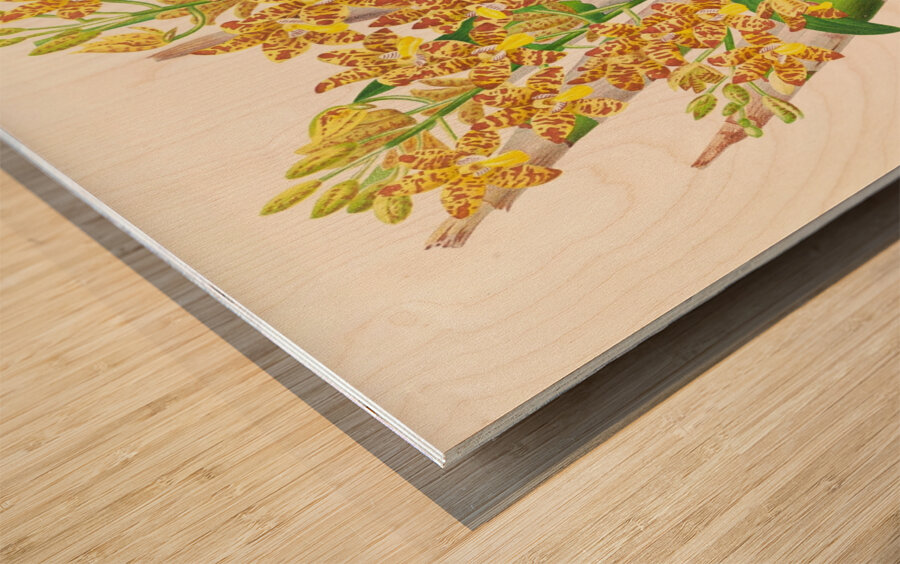 Ansellia congoensis Wood print