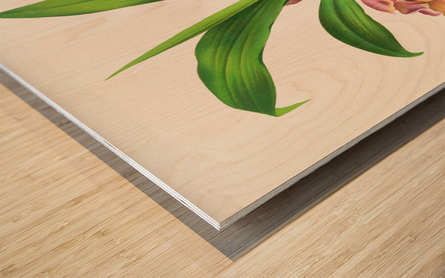 Bollea pulvinaris Wood print