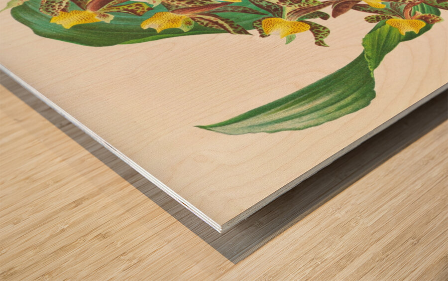 Catasetum rodigasianum Wood print
