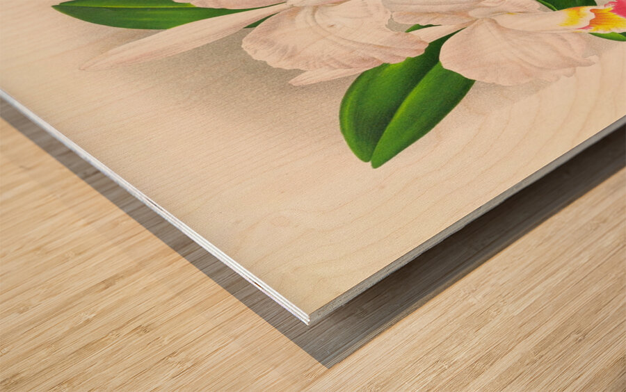 Cattleya kimballiana Impression sur bois