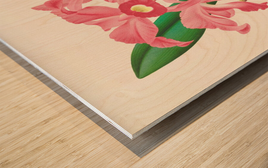 Cattleya Lawrenceana Wood print