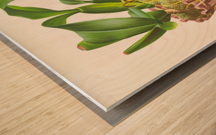 Brassia caudata  Wood print