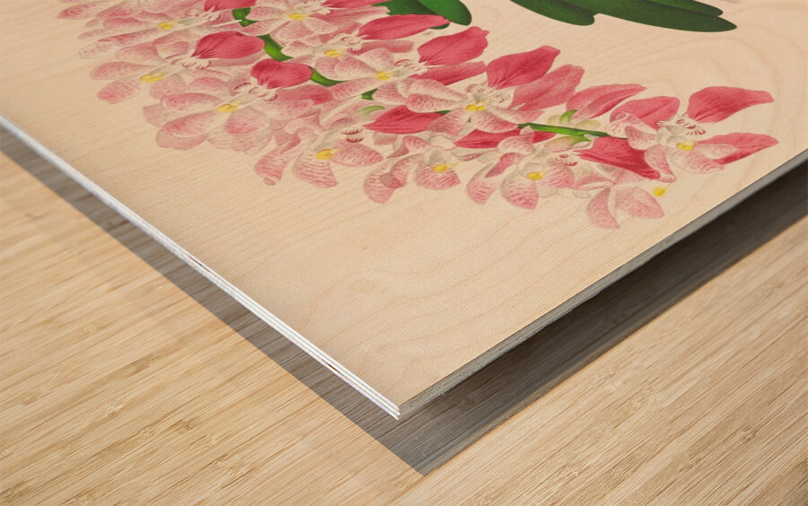 Aerides maculosum Wood print