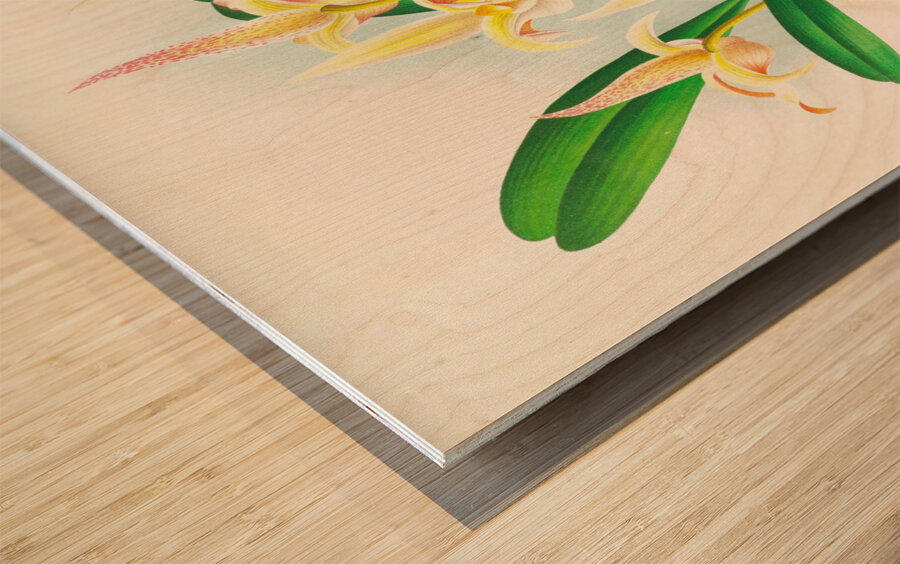 Bolbophyllum lobbi Wood print