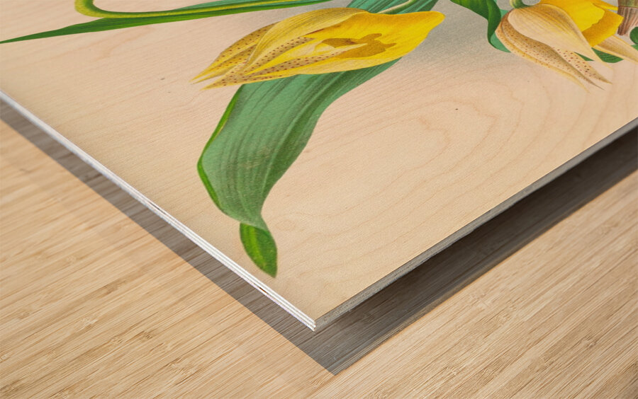 Catasetum macrocarpum Impression sur bois