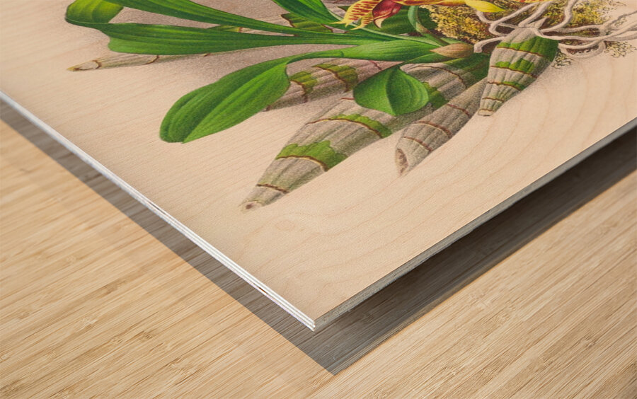 Catasetum galeritum Wood print