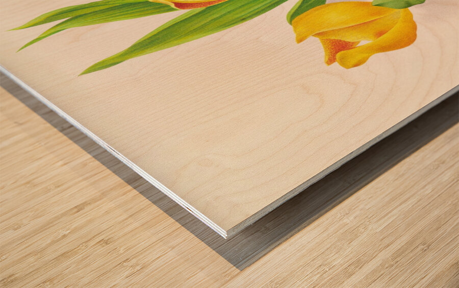 Anguloa Ruckeri var media Wood print