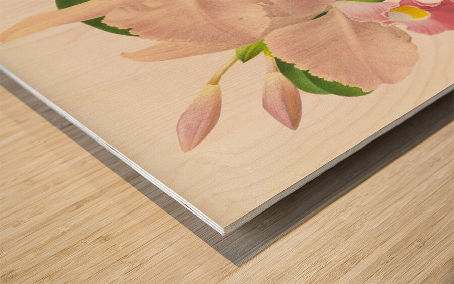 Cattleya Trianae Wood print