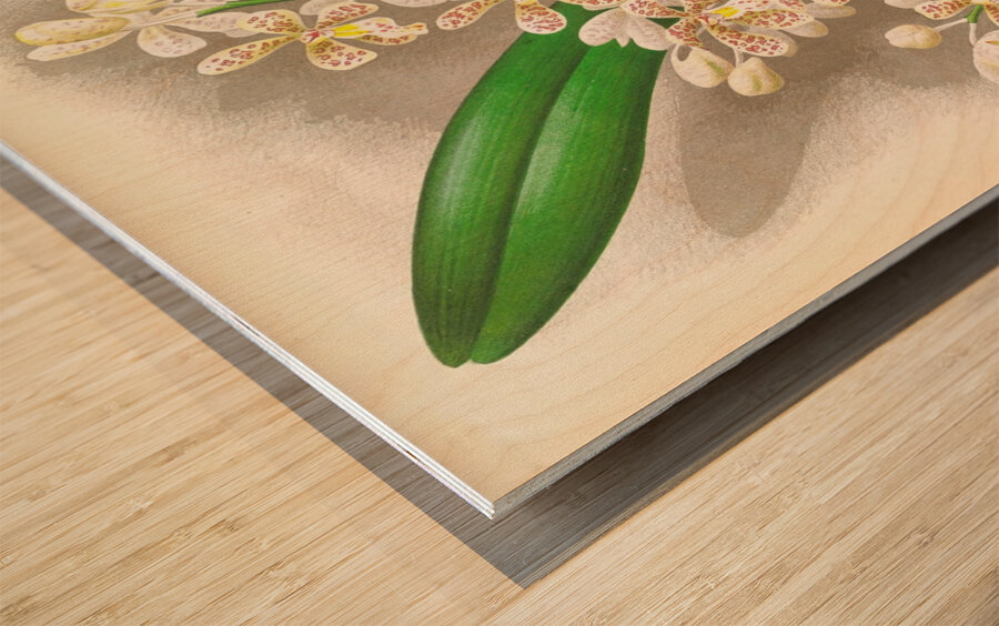 Cleisostoma Guiberti Wood print