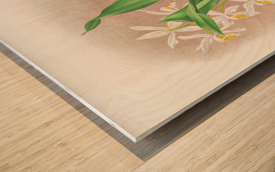 Coelogyne ocellata Wood print