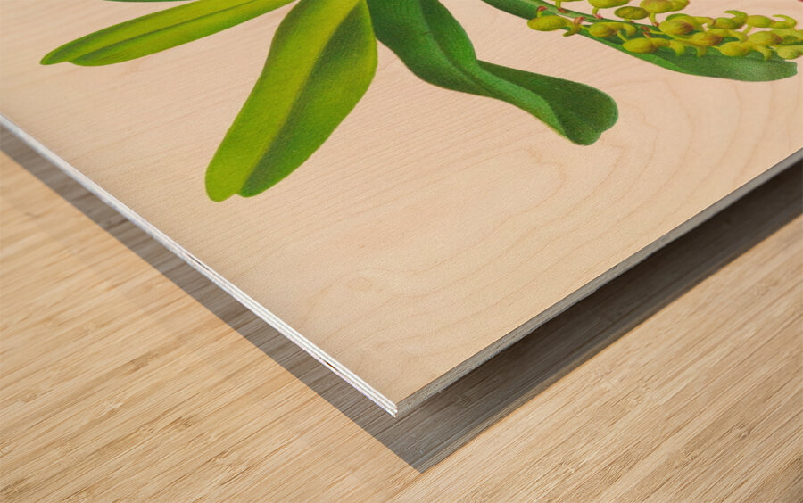 Aerides Odoratum Wood print