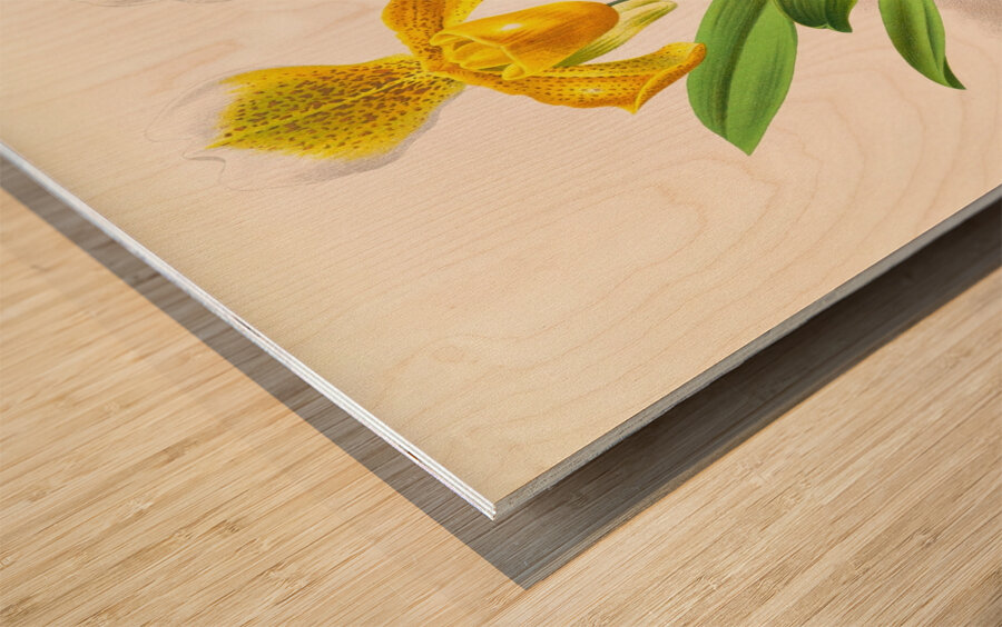 Cypripedium sallieri Impression sur bois