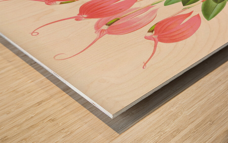 Masdevallia lindeni var grandiflora  Wood print