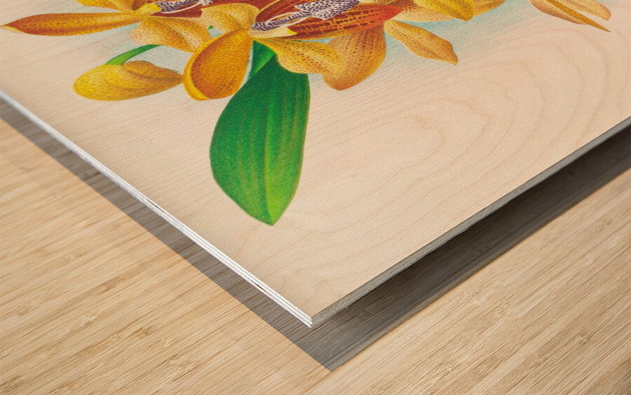 Houlletia brocklehurstiana  Wood print