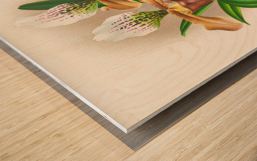 Cypripedium nitens Wood print