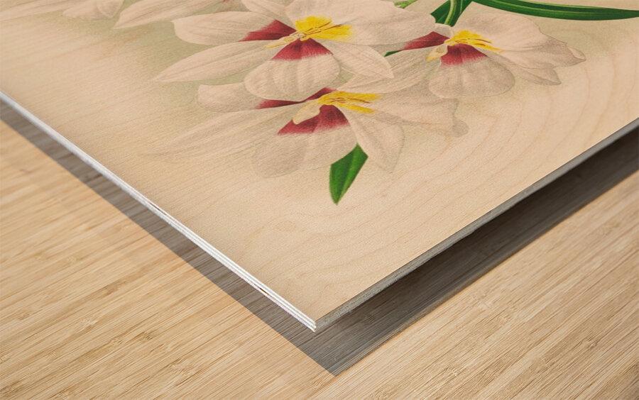 Miltonia roezli Wood print
