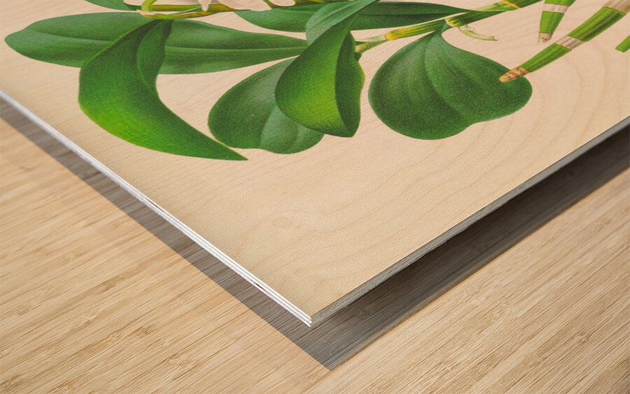 Dendrobium thyrsiflorum Wood print