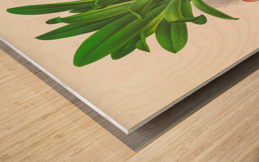 Masdevallia Roezli Wood print