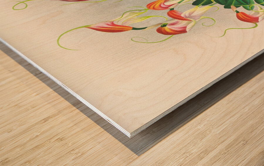 Masdevallia reichenbachiana  Wood print